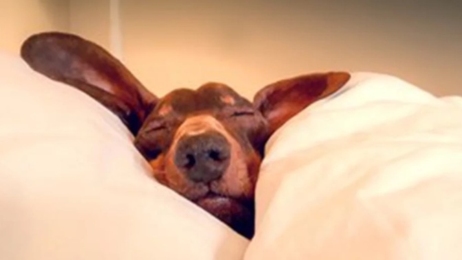 How Much Sleep Do You Need Nightly?