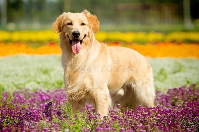 Are you a dog person or a cat person?