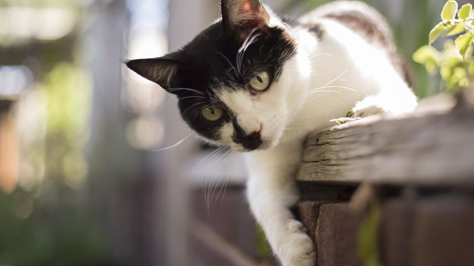 Are you a dog person or a cat person?