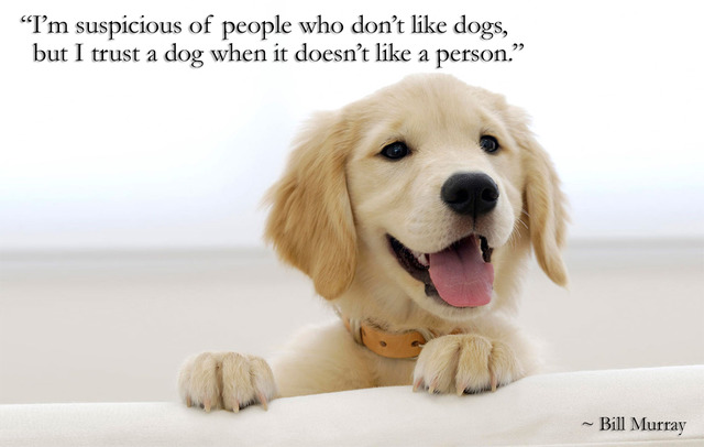 Are you a dog person or a cat person?