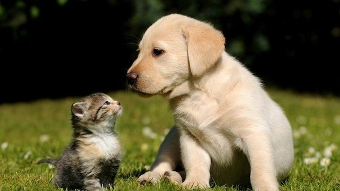 Are you a dog person or a cat person?