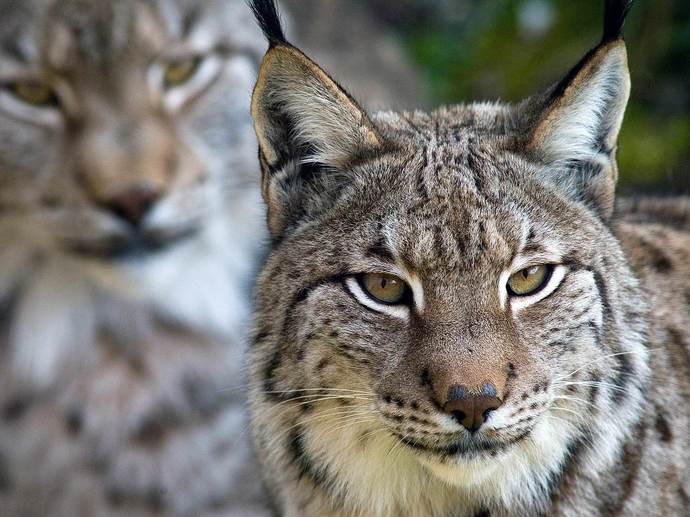 Did you ever see this cat in your yard?