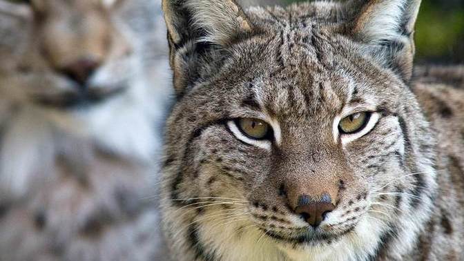 Did you ever see this cat in your yard?