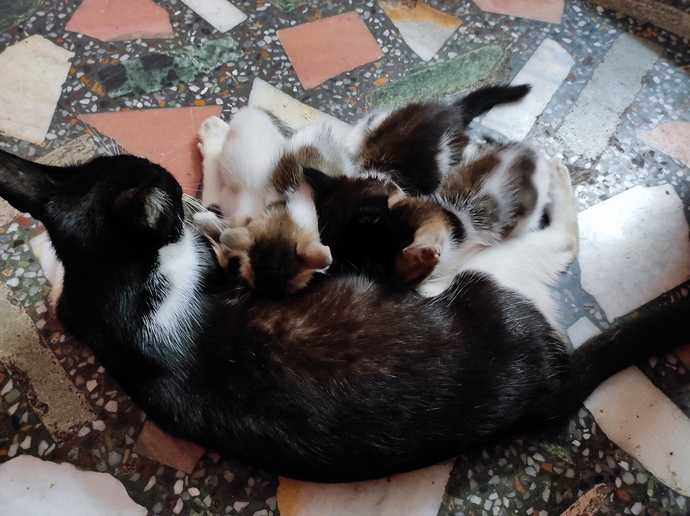 Girls, will you date a guy who helps in animal shelters or do you find them weird?