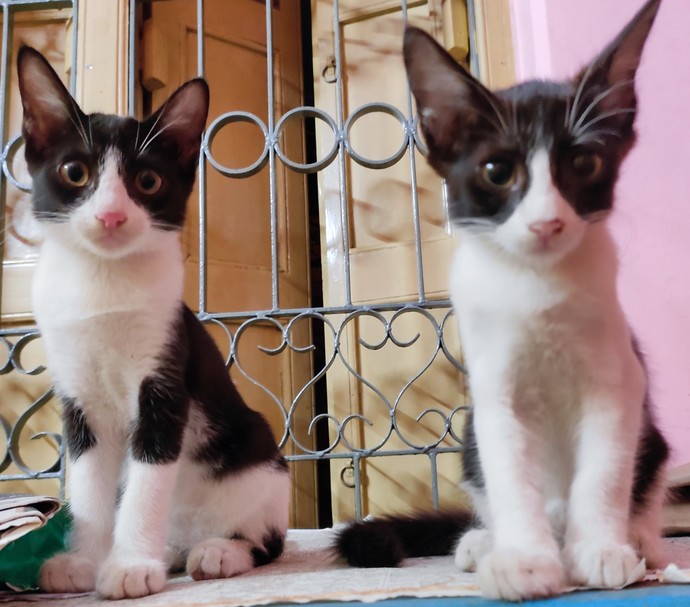 Girls, will you date a guy who helps in animal shelters or do you find them weird?