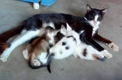 Girls, will you date a guy who helps in animal shelters or do you find them weird?