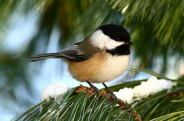What is your favorite wildlife that you see on a daily basis or often?