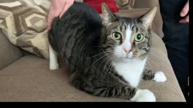 Is it animal abuse when you lightly smack your cats butt and they like it?