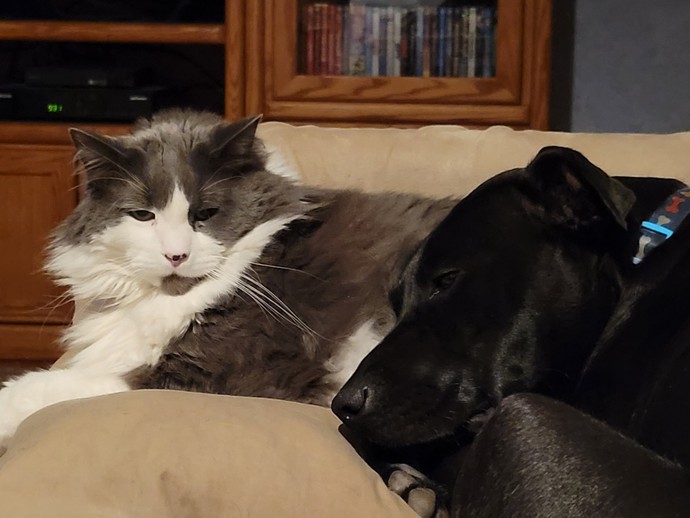 Have any cats? Can you send pictures of them?