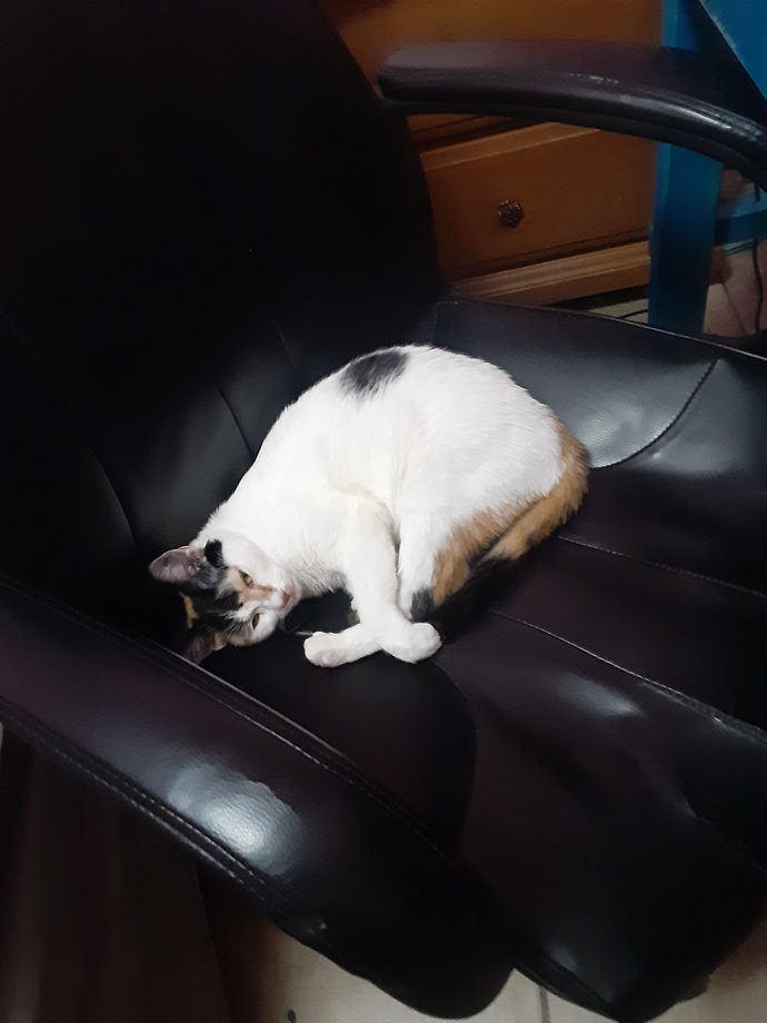 This is my cat, though the picture is fairly old