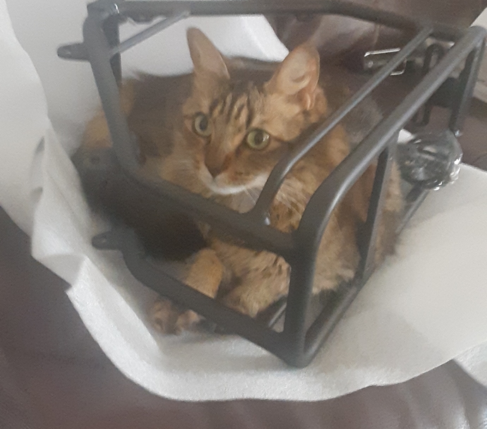 This is the family cat