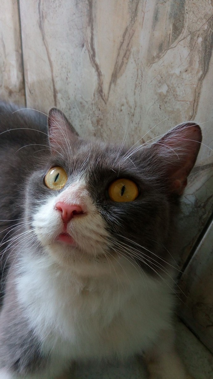 Have any cats? Can you send pictures of them?