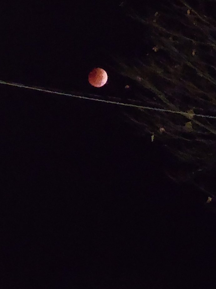 Did anyone else get to see the Blood Moon total eclipse?