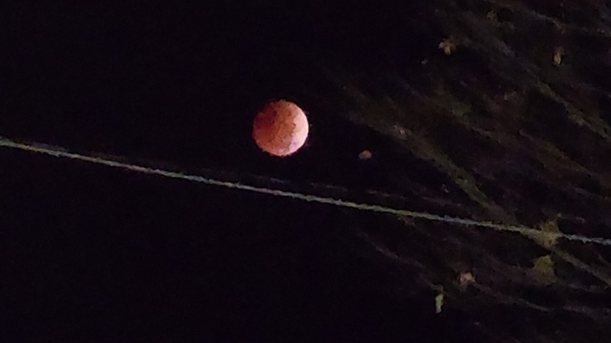 Did anyone else get to see the Blood Moon total eclipse?
