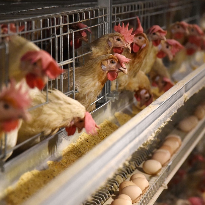 Do you ever feel bad for eating animals?