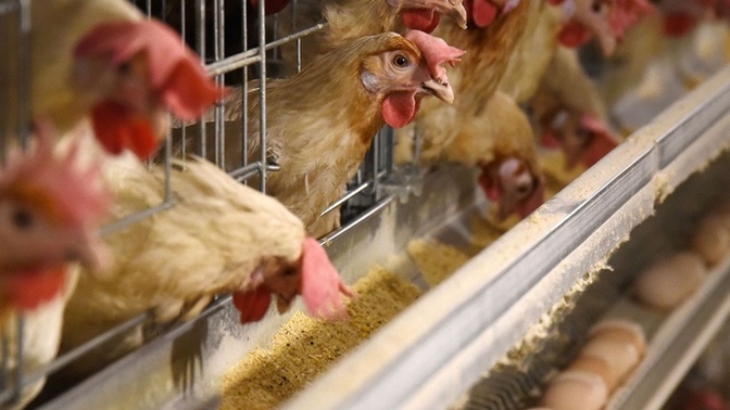 Do you ever feel bad for eating animals?