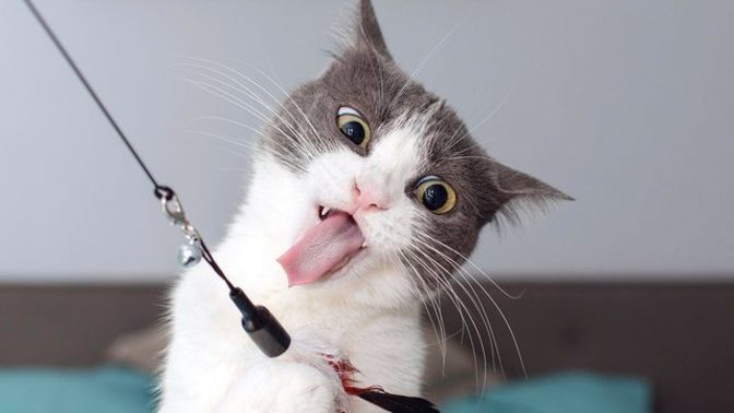 What is it about cat memes and videos that are so soothing and relaxing?