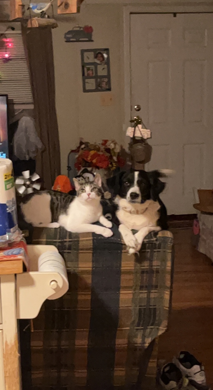 My cat was killed by my neighbors dog two days ago. I’m hurting so bad I’ve never loved a cat more?