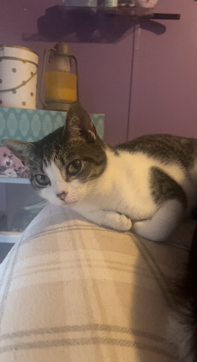 My cat was killed by my neighbors dog two days ago. I’m hurting so bad I’ve never loved a cat more?