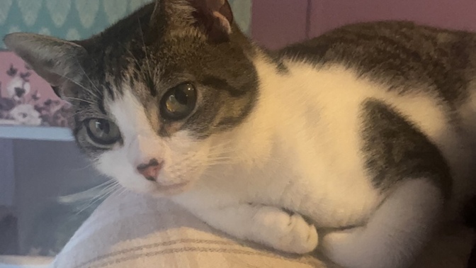 My cat was killed by my neighbors dog two days ago. I’m hurting so bad I’ve never loved a cat more?