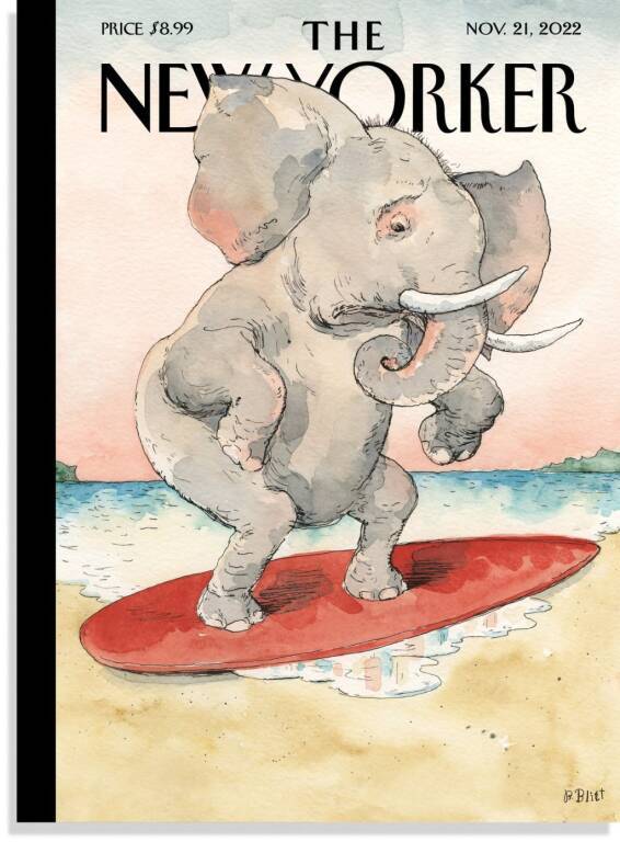 How would you react if you saw an elephant trying to ride a wave with a surf board but it was barely even a puddle?