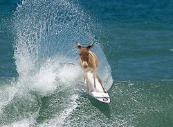 How would you react if you saw an elephant trying to ride a wave with a surf board but it was barely even a puddle?