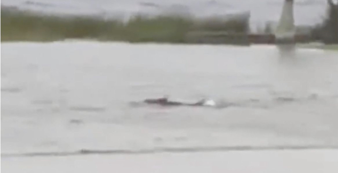 Sharks swin up residential street during the storm surge of Hurricane Nicole!
