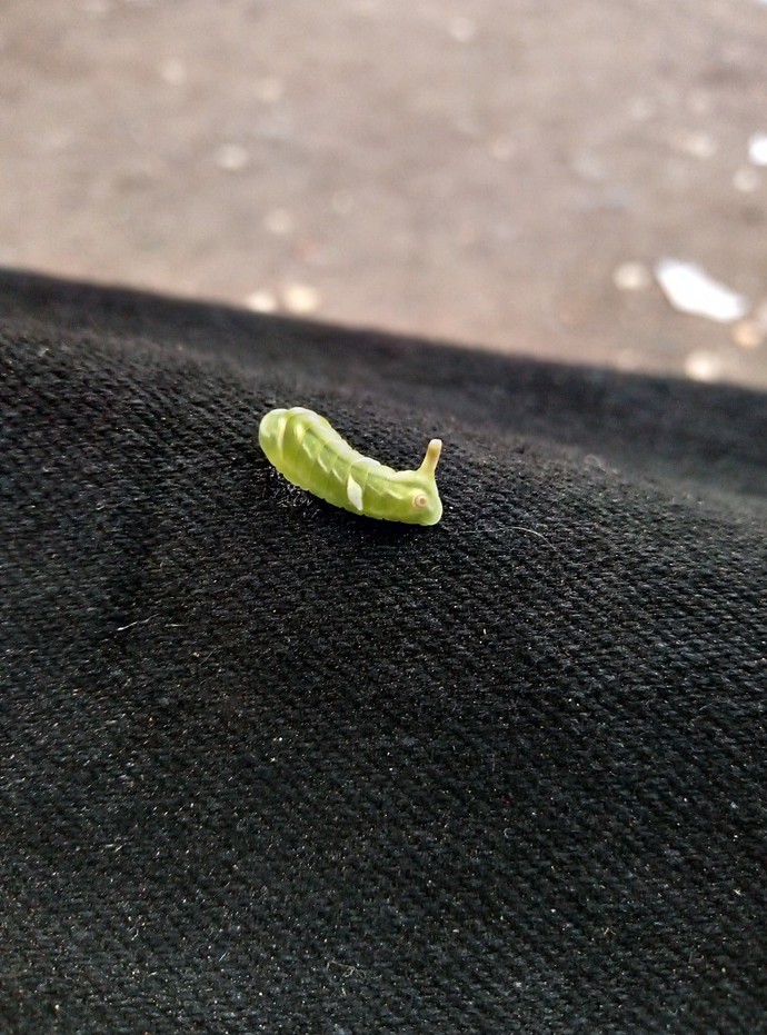 Does anyone know what this exactly is?