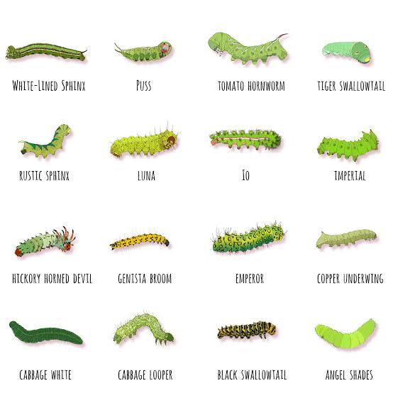 An identification guide 