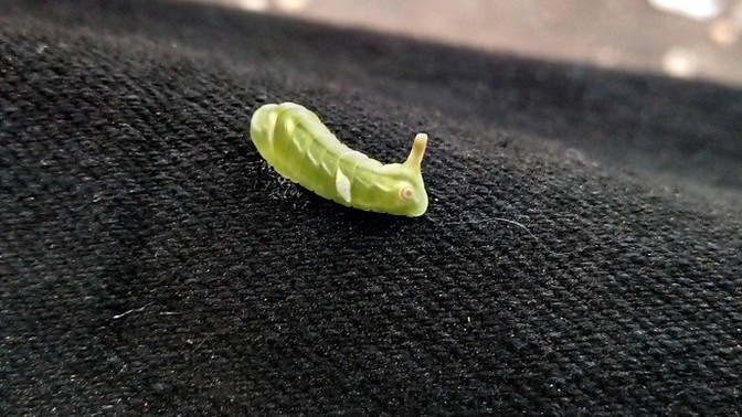 Does anyone know what this exactly is?