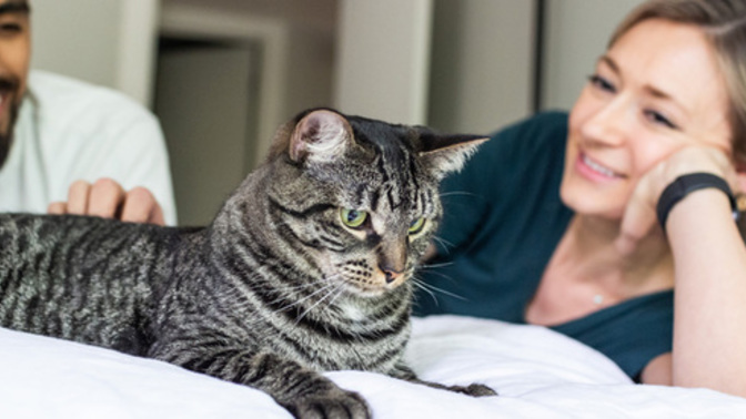 Cat owners, how do you deal?