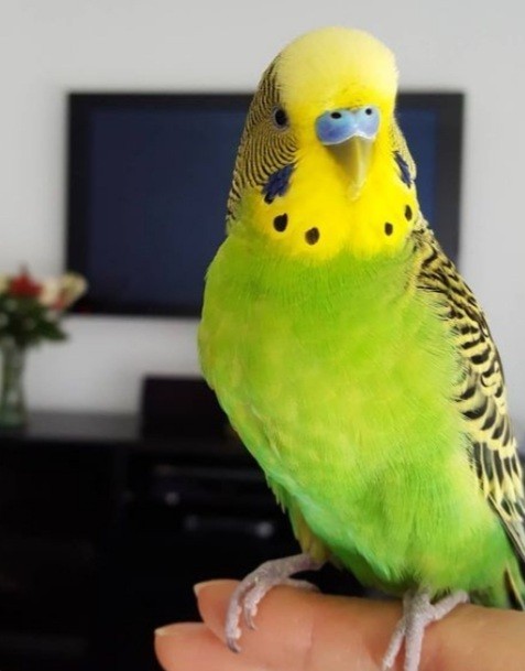 Do you have parrots?