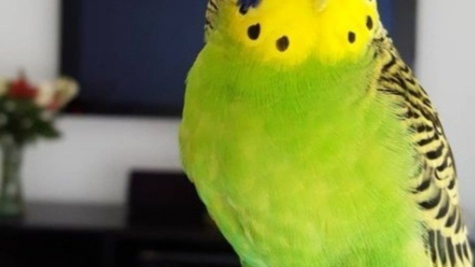 Do you have parrots?