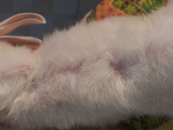 This question is for rabbit owners?