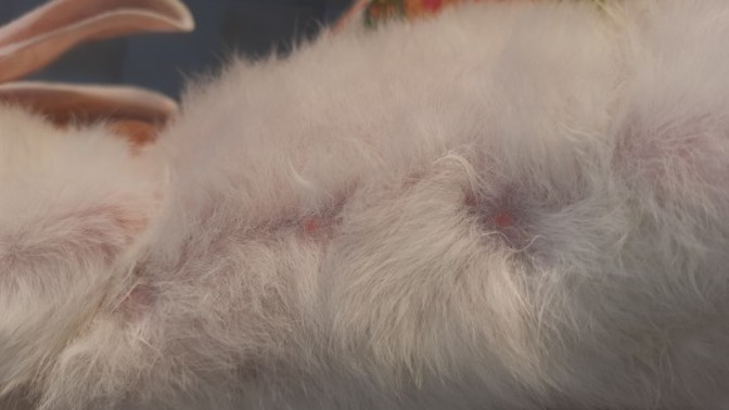 This question is for rabbit owners?