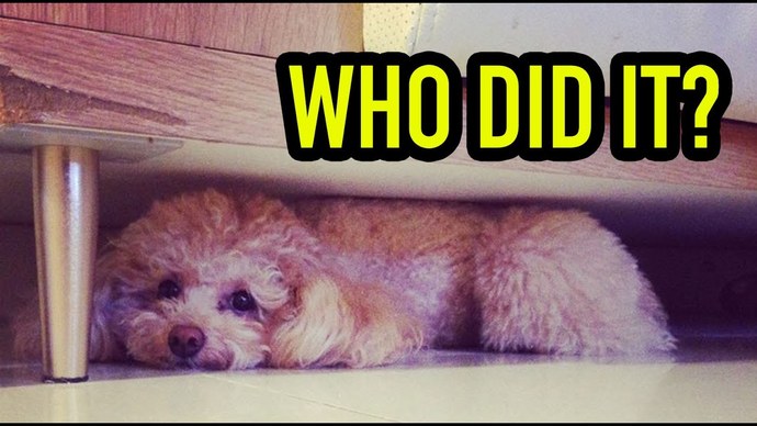 Simple Question... Who Did It?