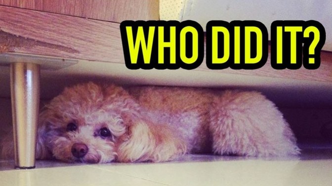 Simple Question... Who Did It?