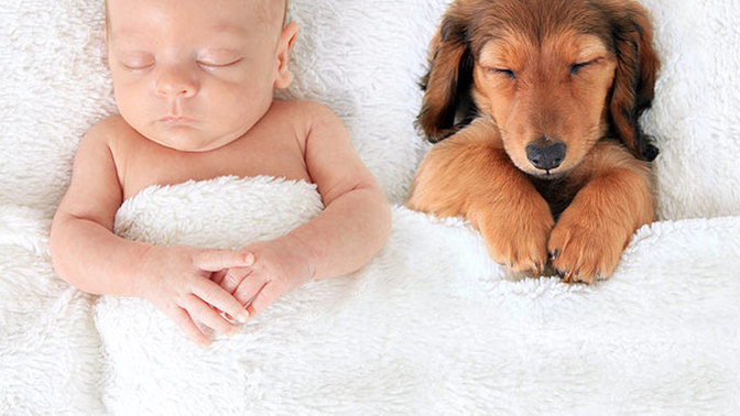 Would you rather be a person or a dog?