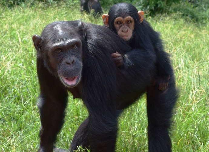 Do you believe it’s possible that humans are a result of alien and monkey mixing?