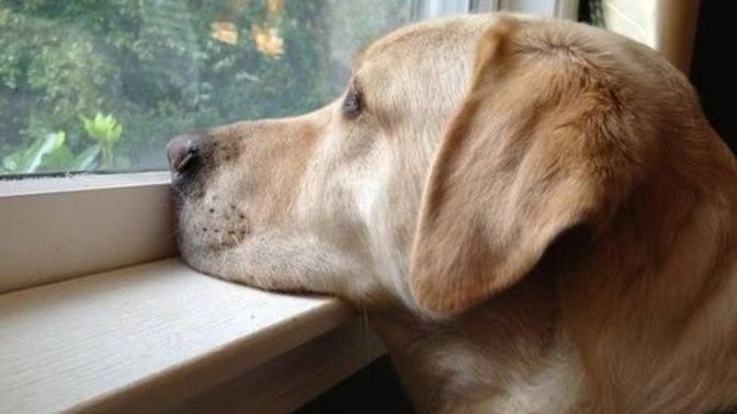 Hey Dog owners: Do you feel depressed when you leave your pet at home alone when you go to work?