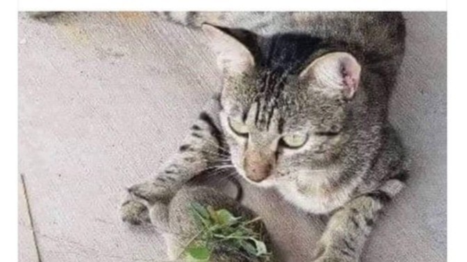 What's the best thing your pet has found?