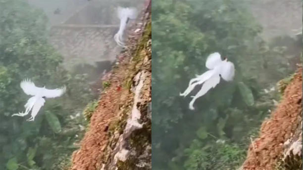 What is the name of bird?