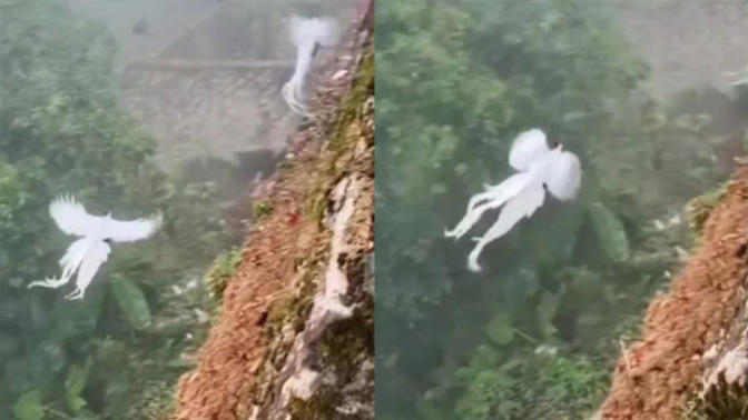 What is the name of bird?