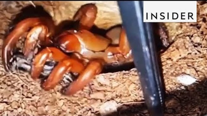 Would you leave the house if trapdoor spiders were big enough to eat humans?