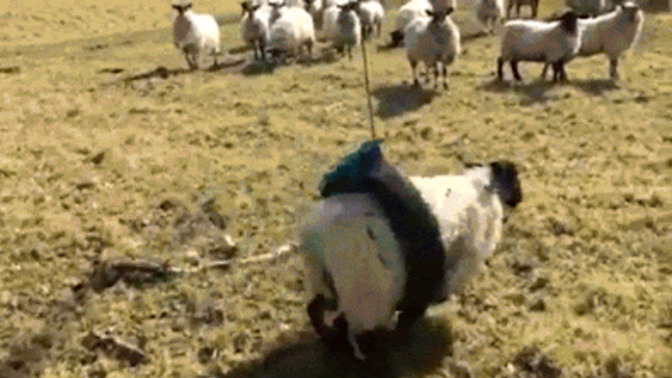 Is this sheep selfish for hogging the swing?