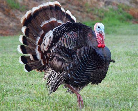 How do you like your TURKEY?