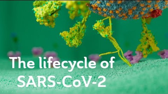 Want to know how the Coronavirus works in your cells?