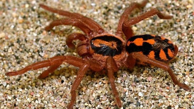 Creepy Crawlies. Here is one about fear or phobia?