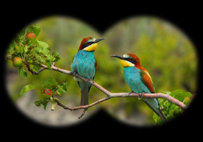 Do you like bird watching?