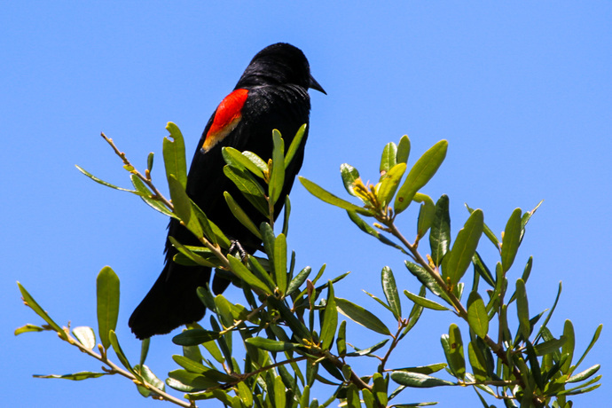 Do you like bird watching?